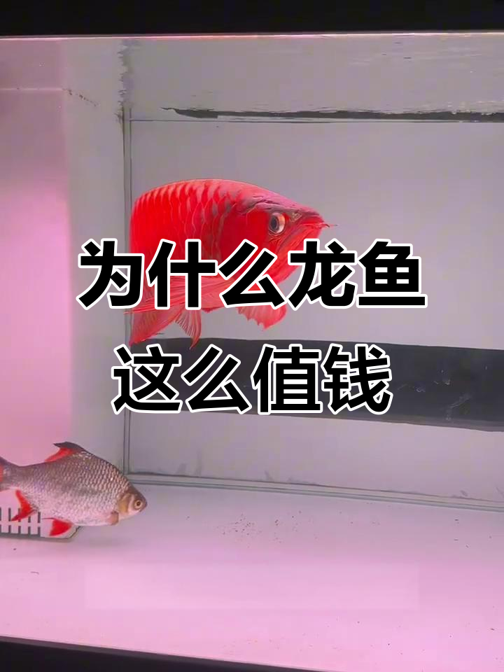 龙鱼为何如此昂贵？揭秘风水与龙鱼的秘密