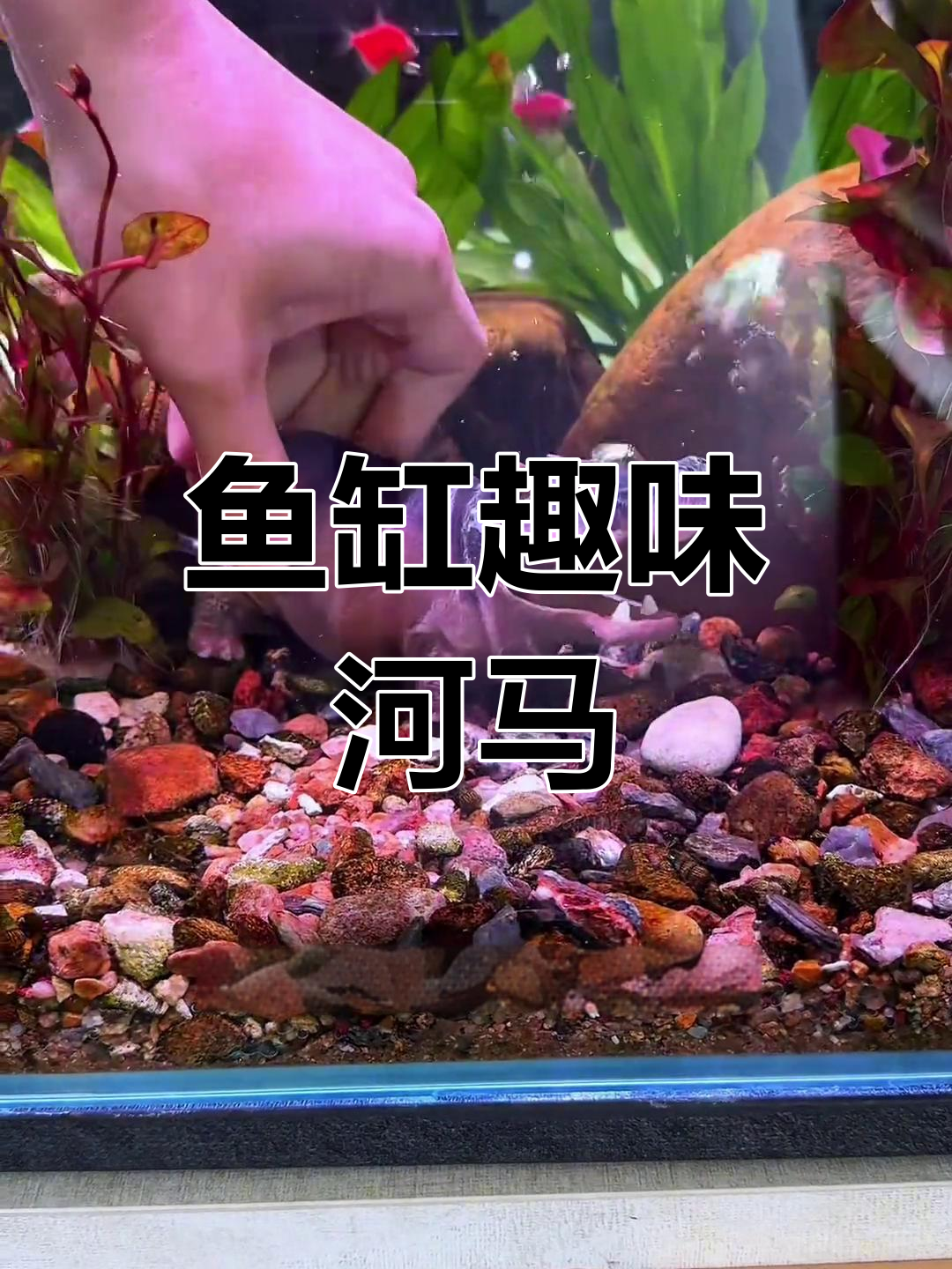 鱼缸里添点趣味,河马摆件让造景更生动!
