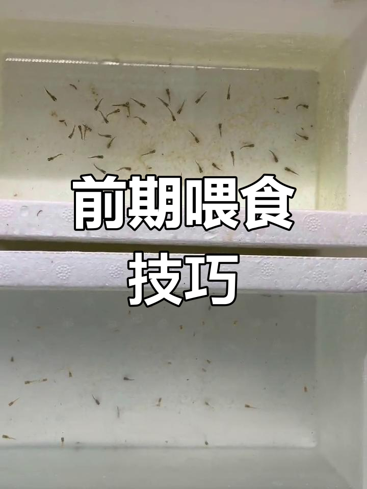 小鱼苗如何快速成长