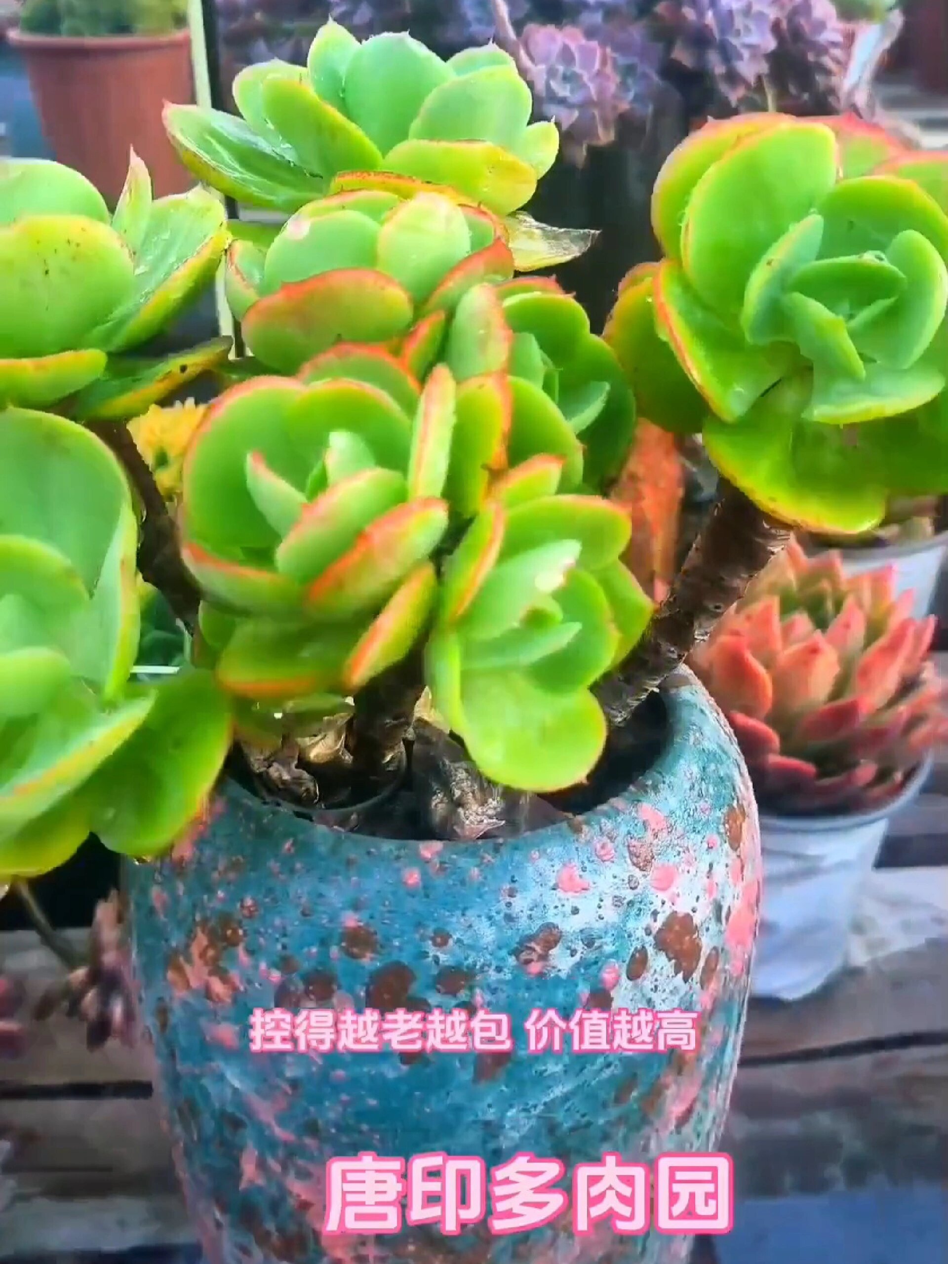 骑兵碧桃和鸡蛋碧桃区别