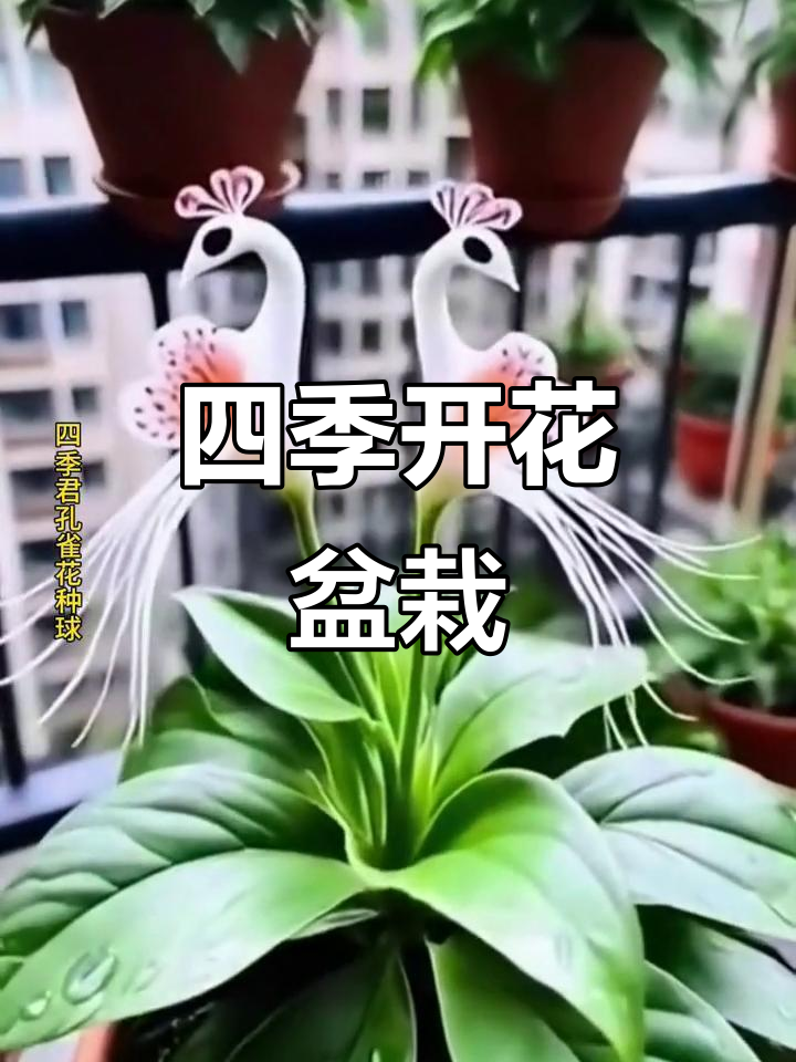 四季孔雀花,阳台盆栽轻松养,耐热易活