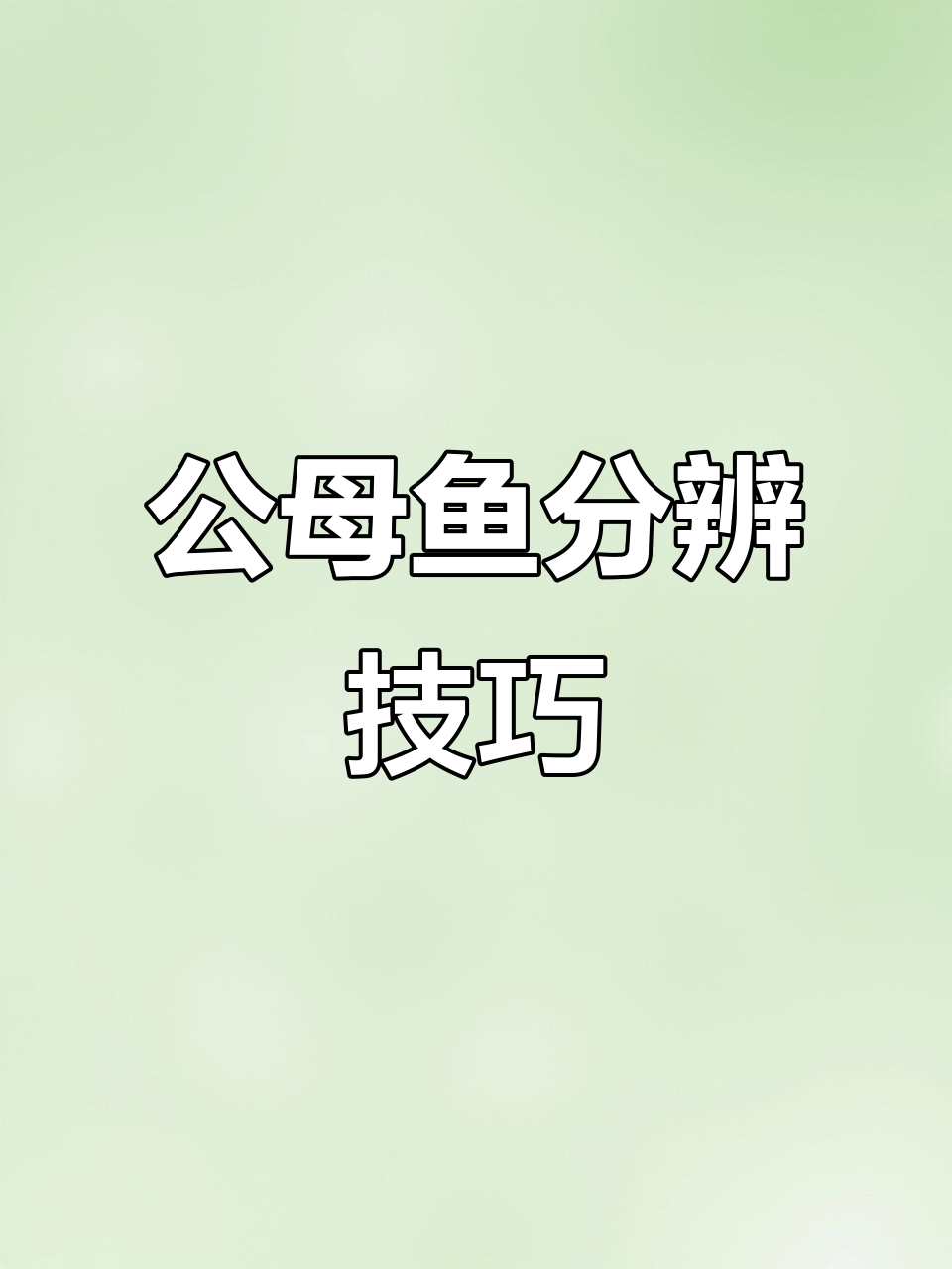 皇冠直升机公母辨别,看这招!