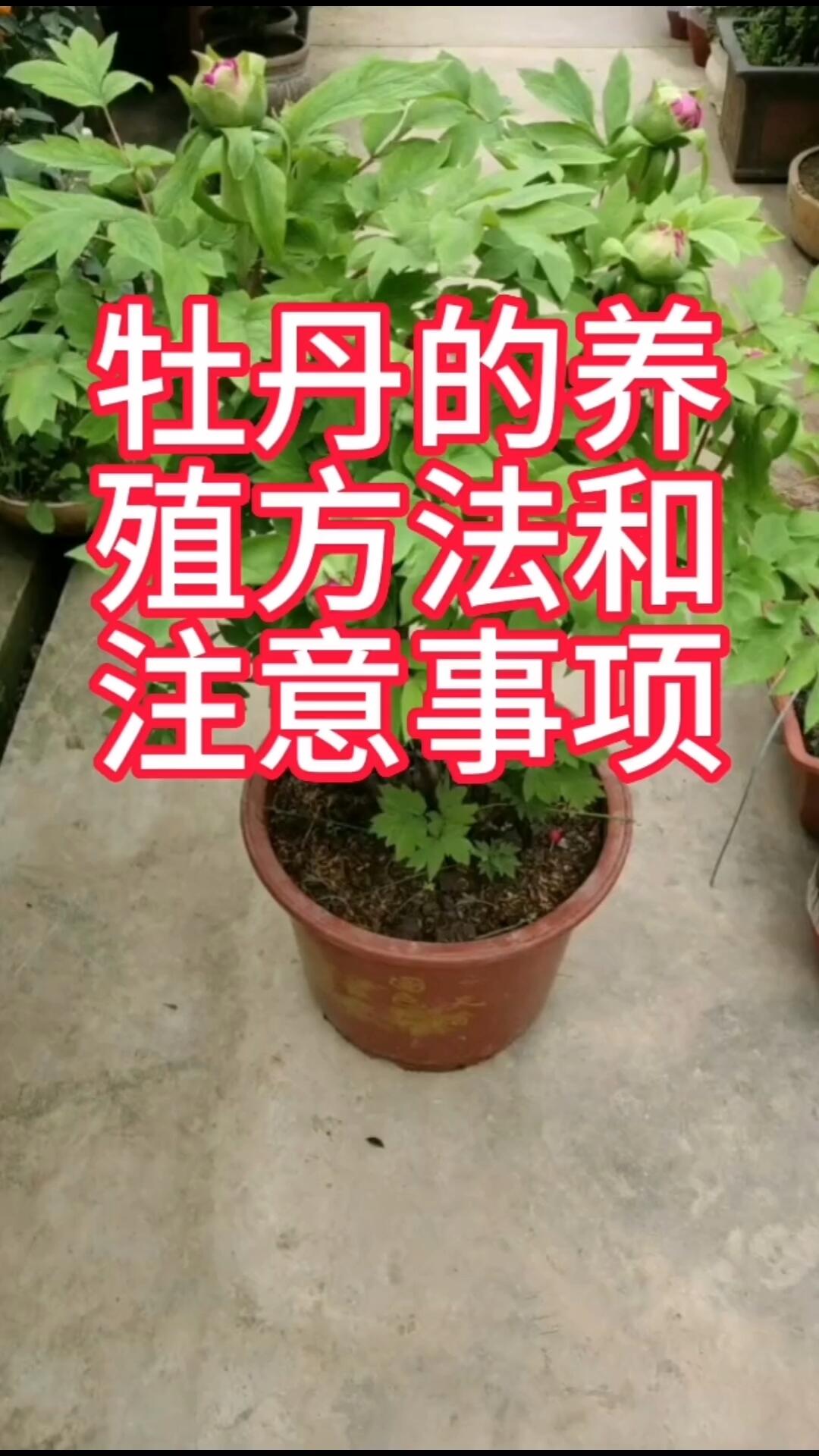 牡丹的养殖方法和注意事项