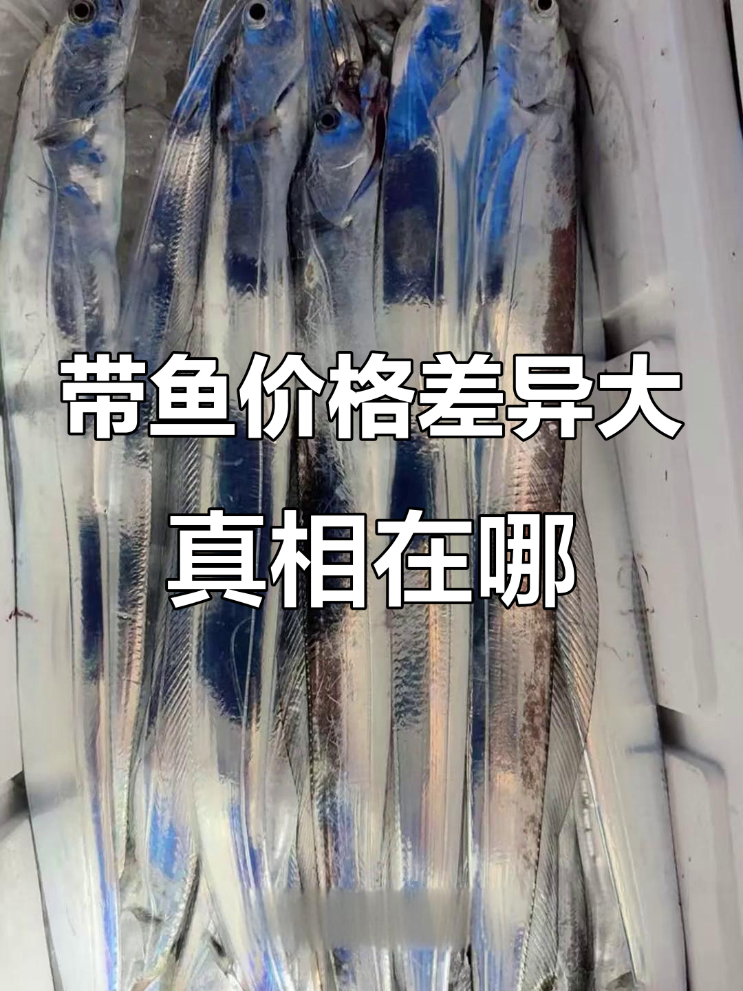 为什么便宜的带鱼不一定值?揭秘海钓与拖网捕捞的差别