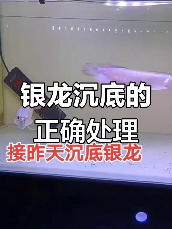 龙鱼沉底恢复过程全解析