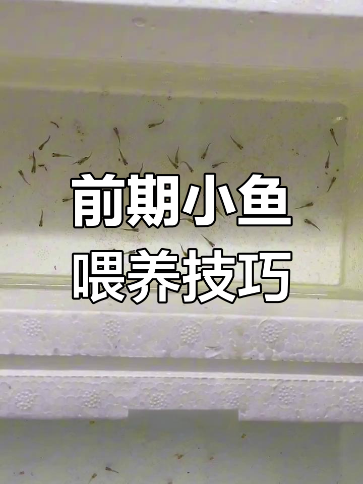 小鱼苗如何喂食才能长得快?蜂尼虾是最佳选择