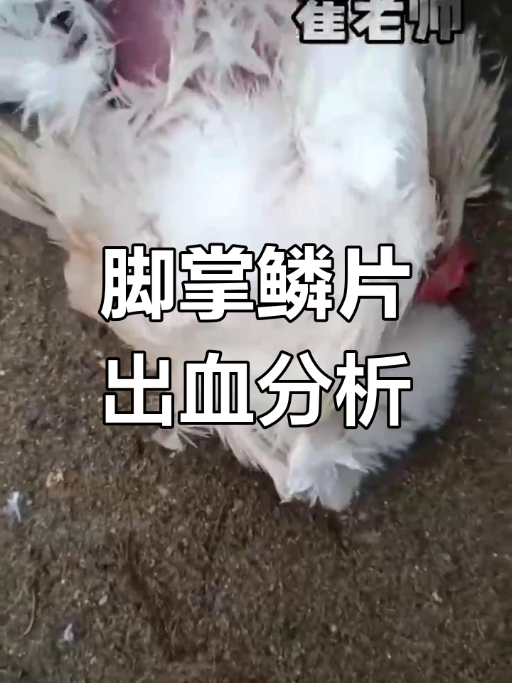 鸡脚趾鳞片下出血,如何判断健康与否?