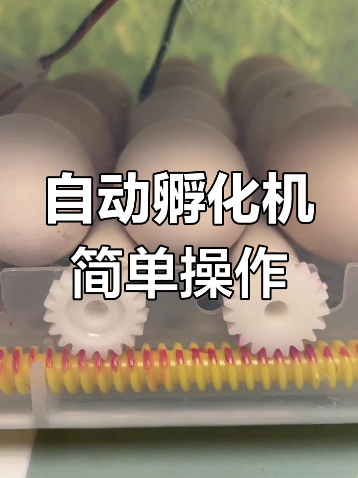 智能孵化器,自动翻蛋控温,7天照蛋轻松孵小鸡