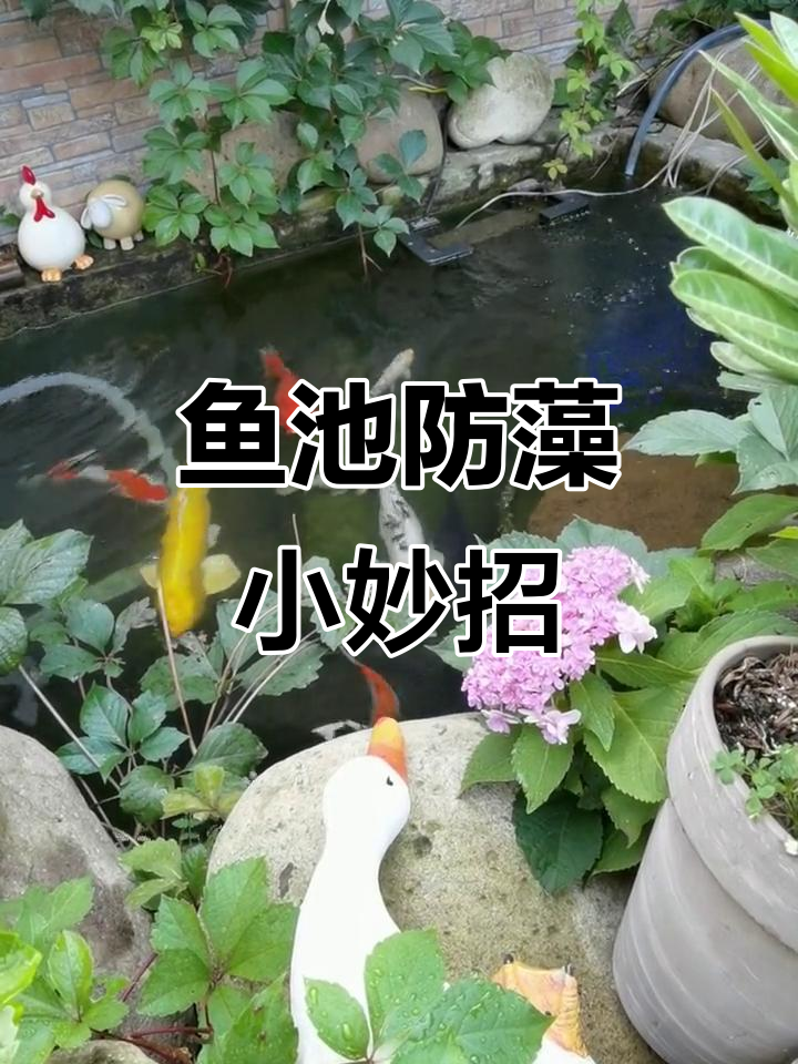 鱼池杀菌灯有效防止藻类滋生,两小时开一次效果显著