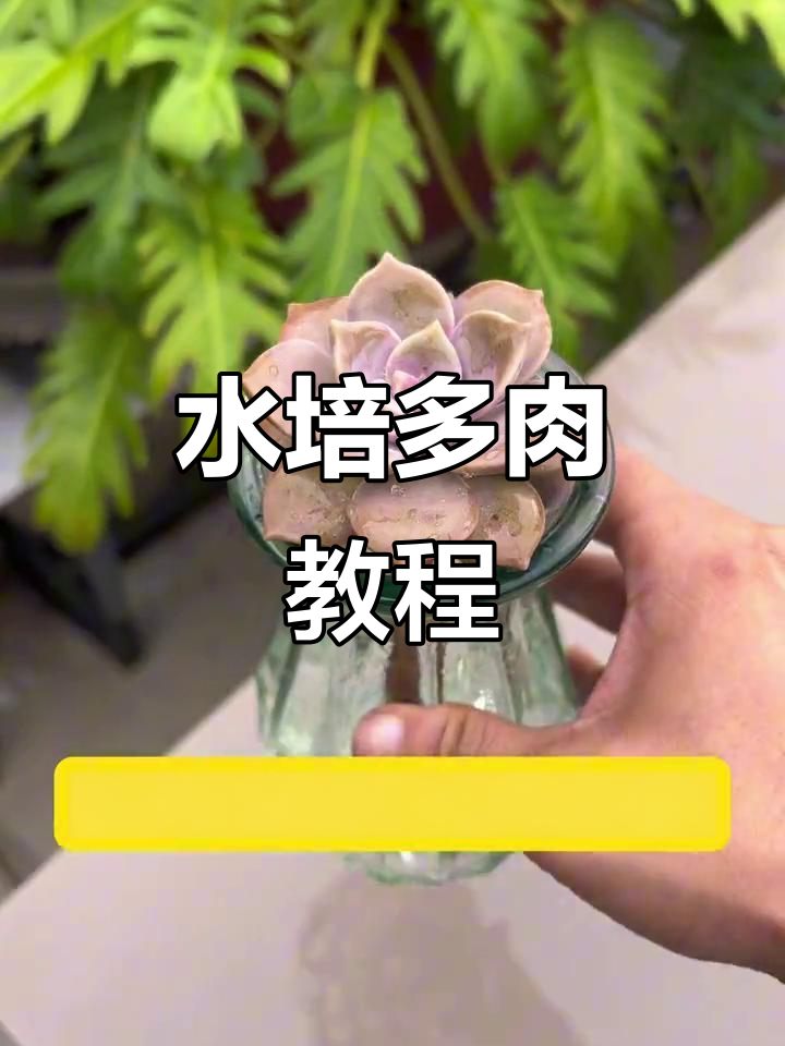 多肉枝条别乱扔，水培成新宠！