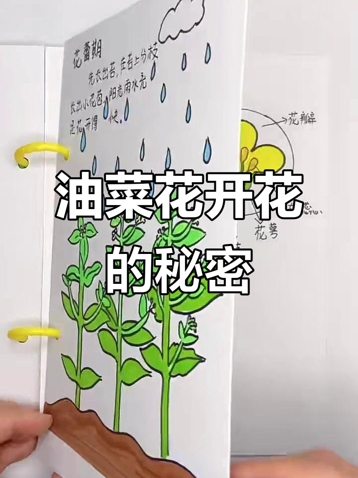 油菜花成长记:从种子到开花,见证奇迹的诞生