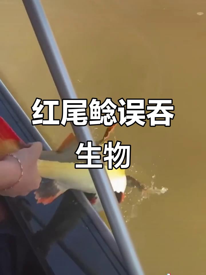 亚马逊河钓鱼惊现巨型红尾鲶,误吞水蛇和蜥蜴险些丧命