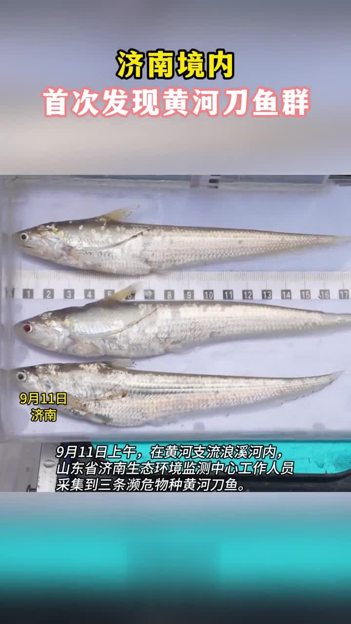 济南境内首次发现黄河刀鱼群