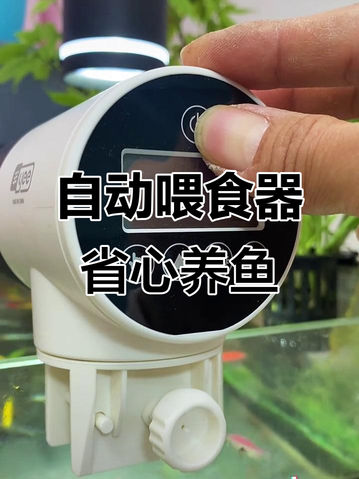 经常出差?备个自动喂食器,鱼缸管理更轻松