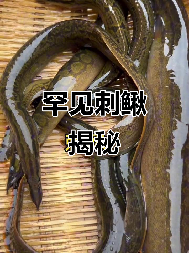 刺鳅:稀有野生鱼,昼伏夜出捕捉难