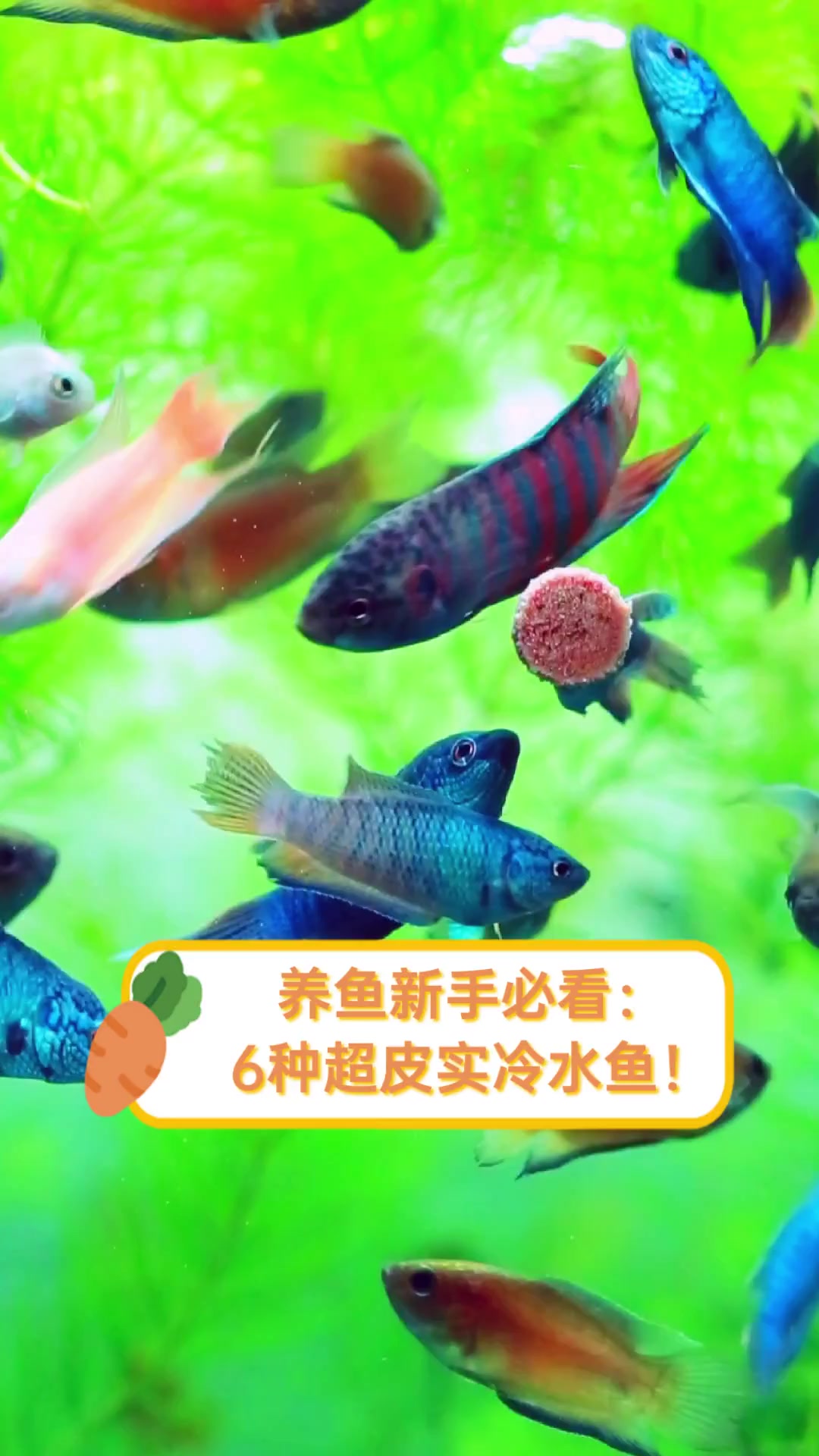 养鱼新手必看:6种超皮实冷水鱼!