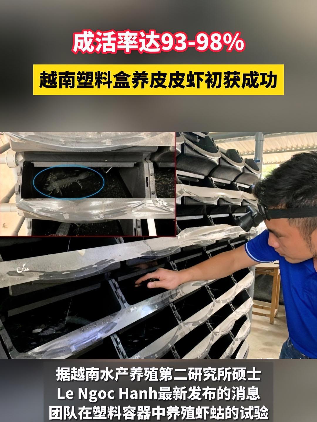 越南循环水塑料盒养皮皮虾初获成功!成活率达93-98%!循环水养殖 虾蛄 水产养殖