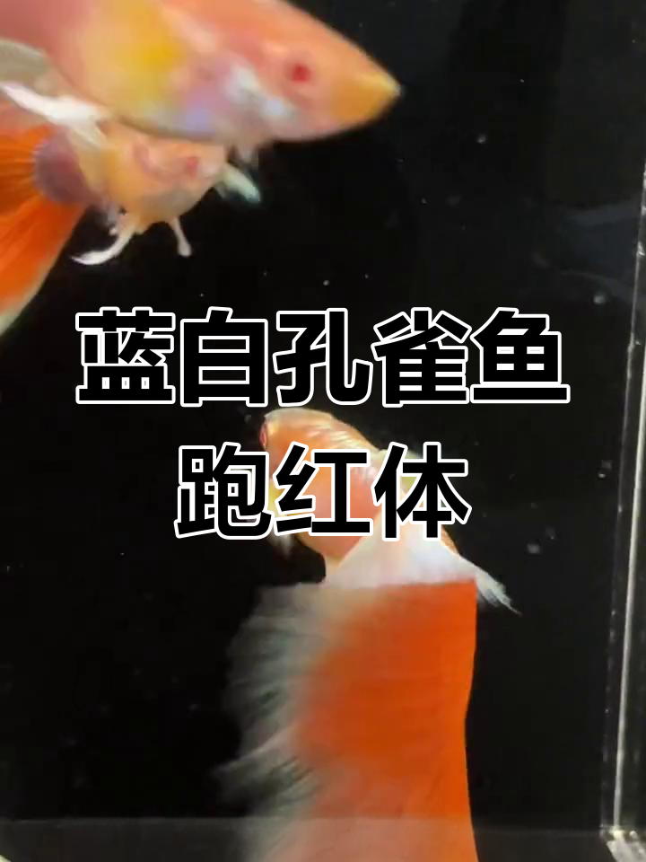 欧翼蓝白孔雀鱼跑红体,是否值得保留?