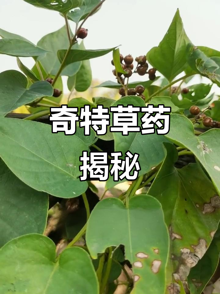 臭鸡矢藤，虽气味难忍，却有独特功效