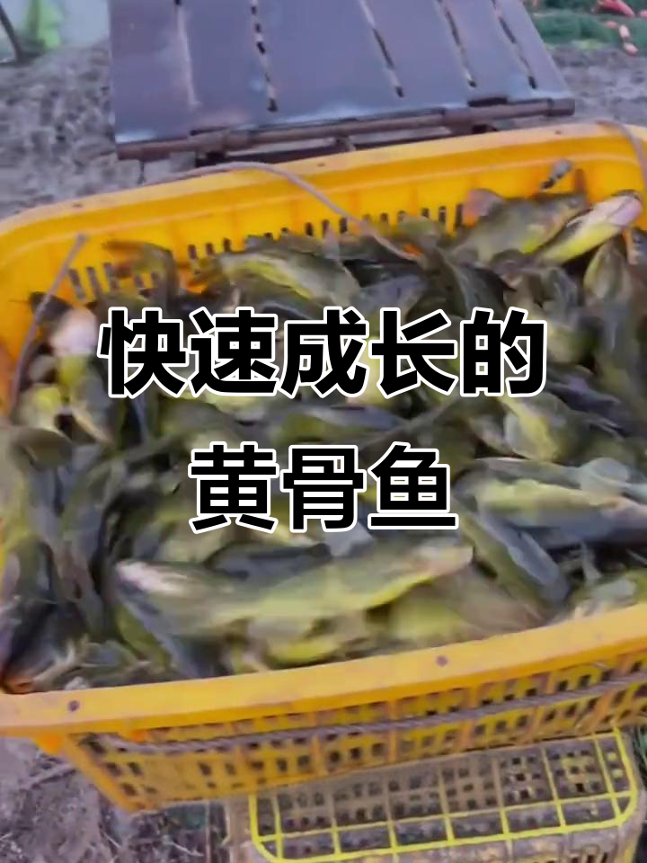 黄骨鱼苗:杂食性强,生长迅速,养殖周期短