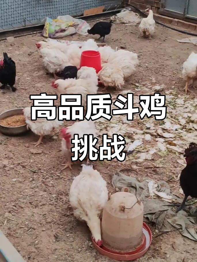 纯种斗鸡,七营鸡的高质量对决