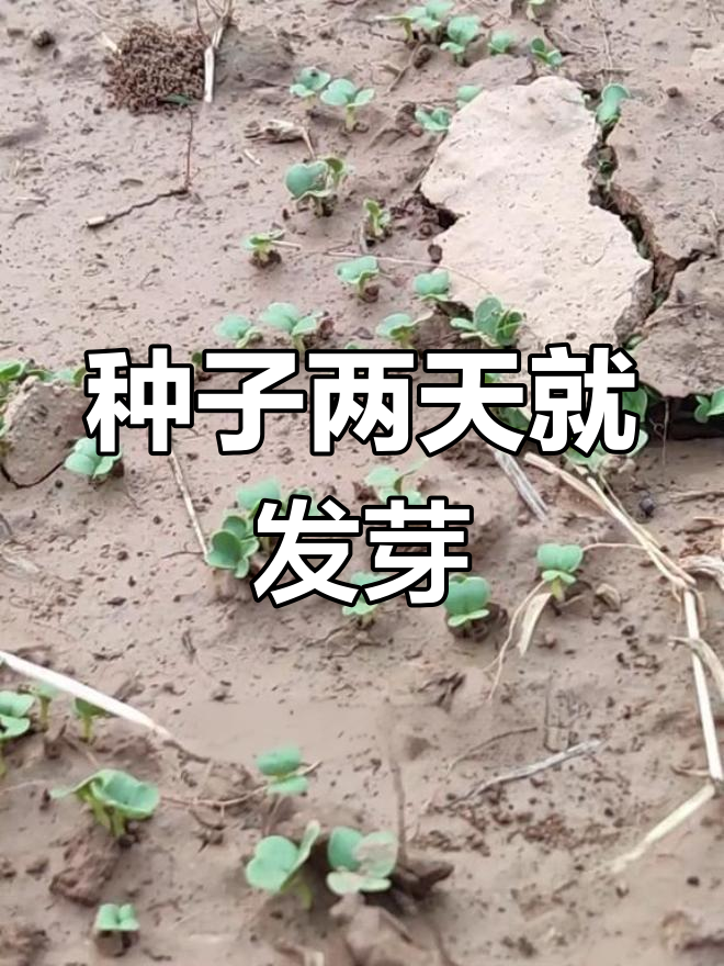 萝卜白菜两天发芽,奇迹竟然是这样