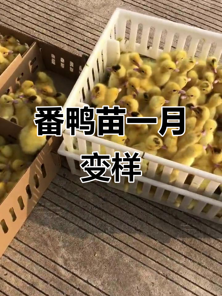 大种番鸭苗成长记:一个月后变化惊人