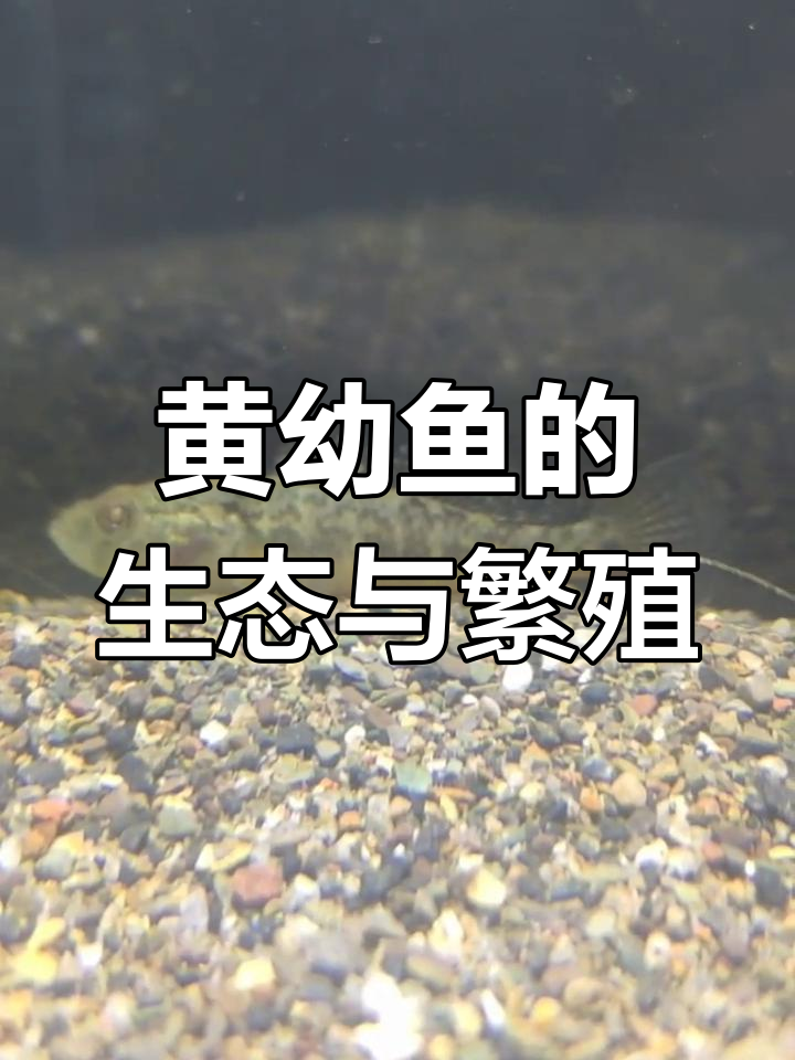 黄幼鱼:江河湖泊中的美丽原生鱼类,以小鱼小虾为食