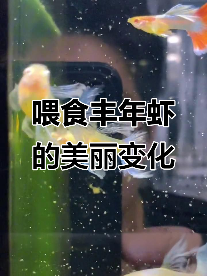 丰年虾让蓝白绣球仙气十足,游动更优雅