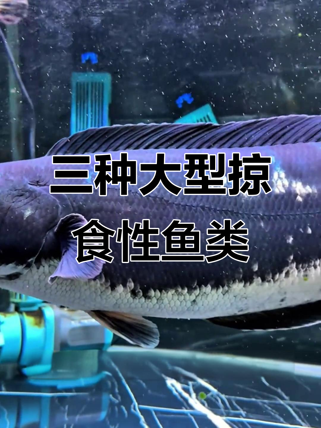 东南亚大铅鲤、江河鲶鱼与北美鳄雀鳝,三种凶猛观赏鱼的揭秘