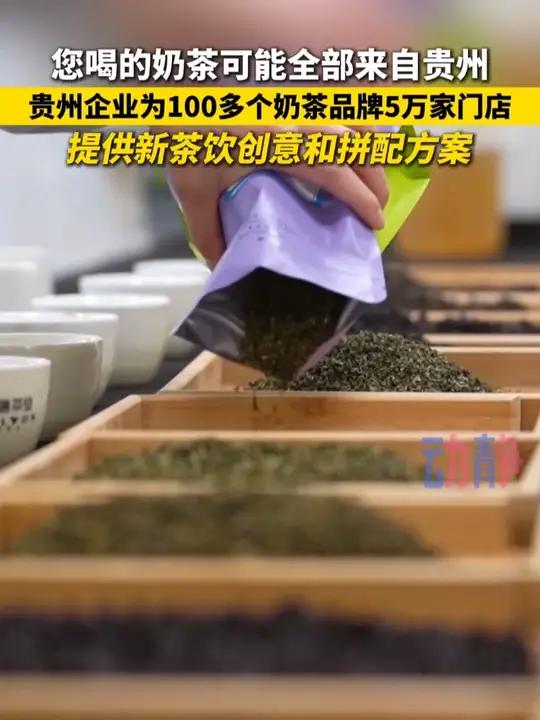 您喝的奶茶可能全部来自贵州!