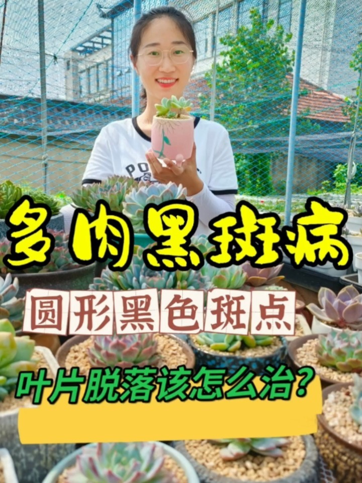 多肉叶片长了圆形黑斑点,一碰就掉,怎么办