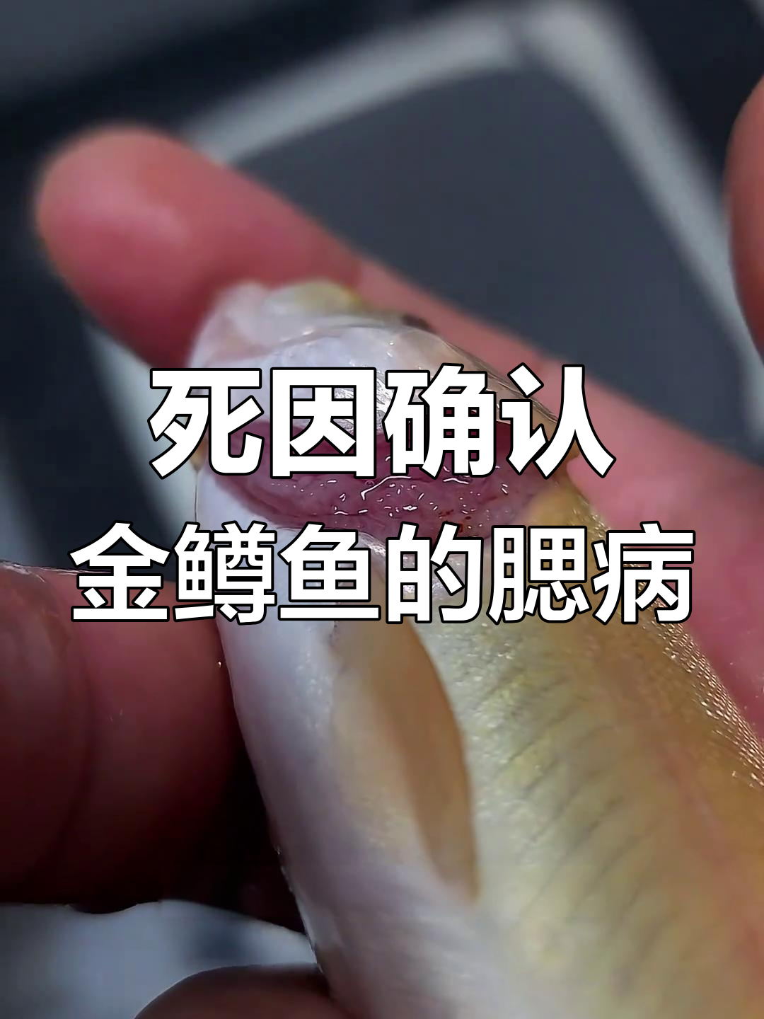 金鳟鱼苗死于腮病,卖家误导让人心累