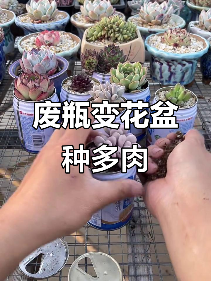 利用废饮料瓶打造多肉花盆,简单又环保