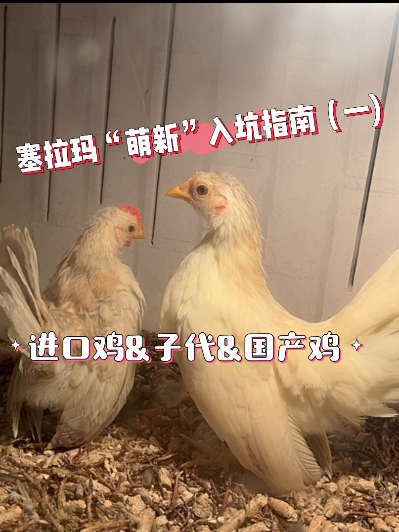 进口鸡&子代&国产鸡的简单区分