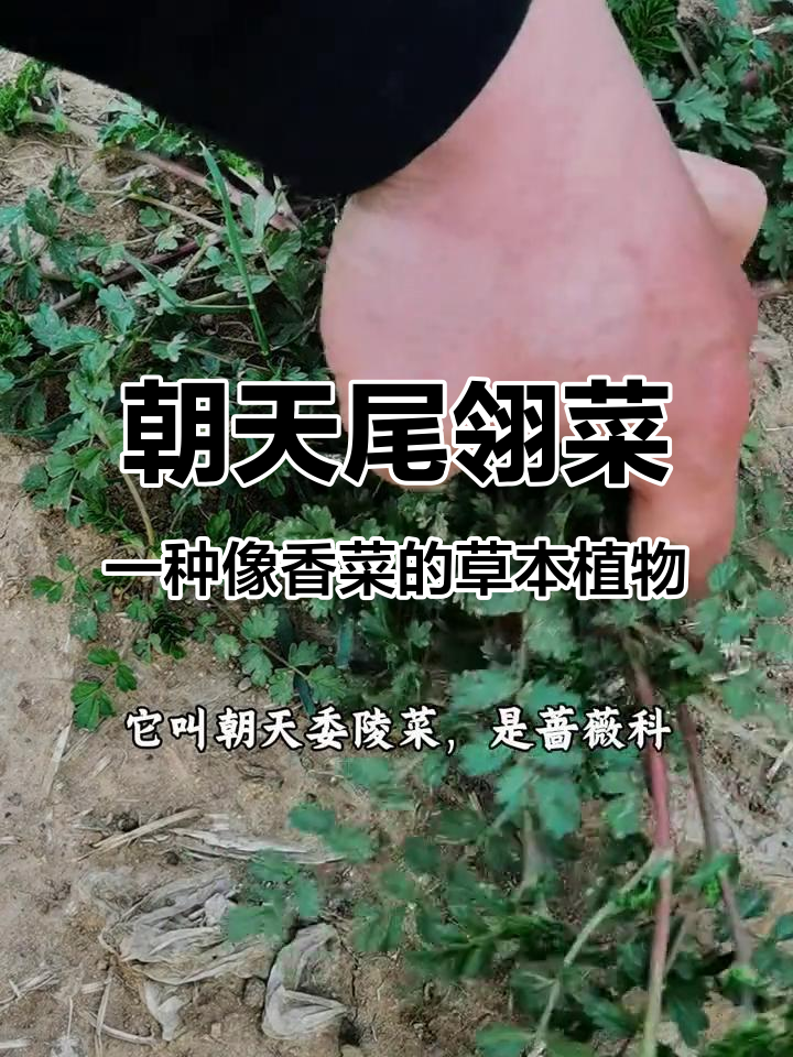 野外遇到这种植物,别错过!它像香菜一样可食用