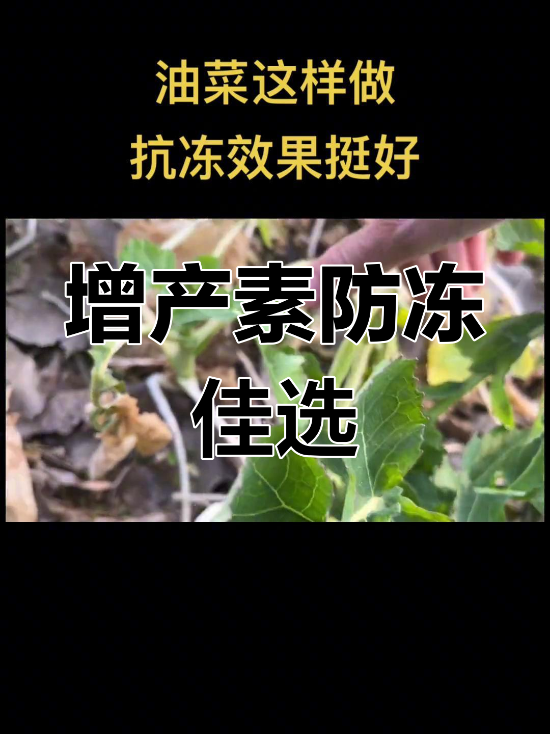 油菜冻害预防新法,增产抗病效果显著