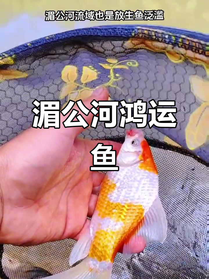 湄公河的鸿运鱼,色彩鲜艳无伤痕