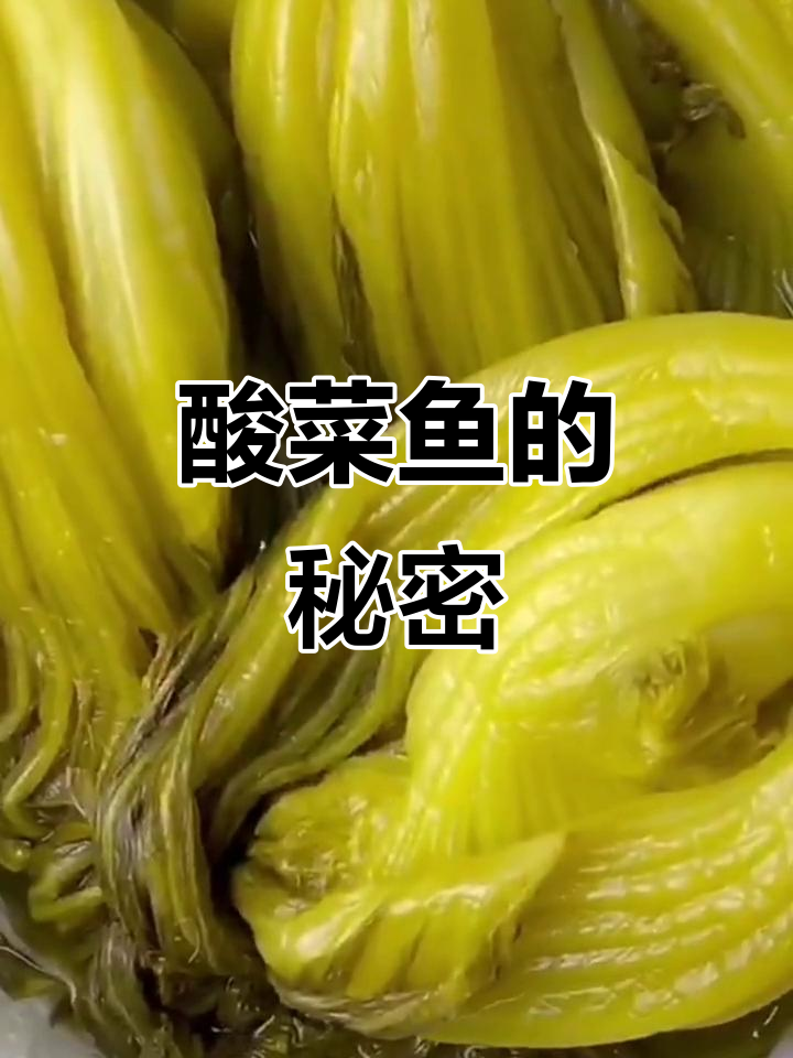酸菜鱼必备,脆嫩小叶芥菜腌制,汤鲜味美