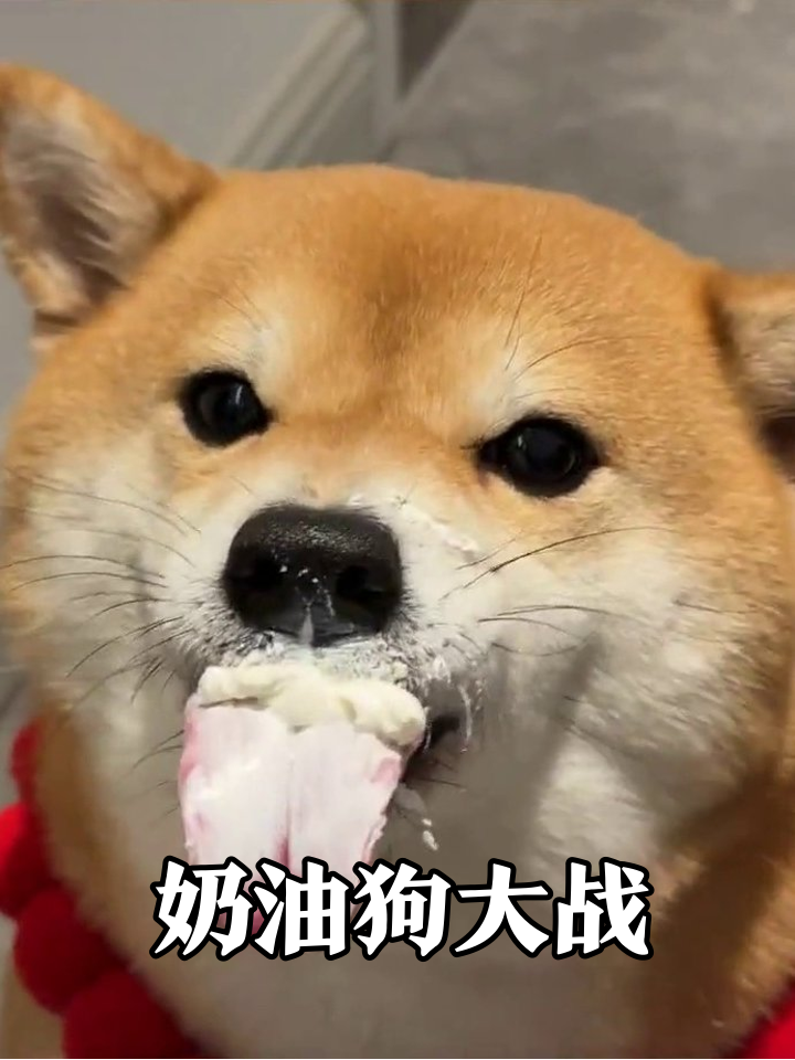 柴犬吃奶油吃出表情包!满脸奶胡子疯狂舔嘴太魔性