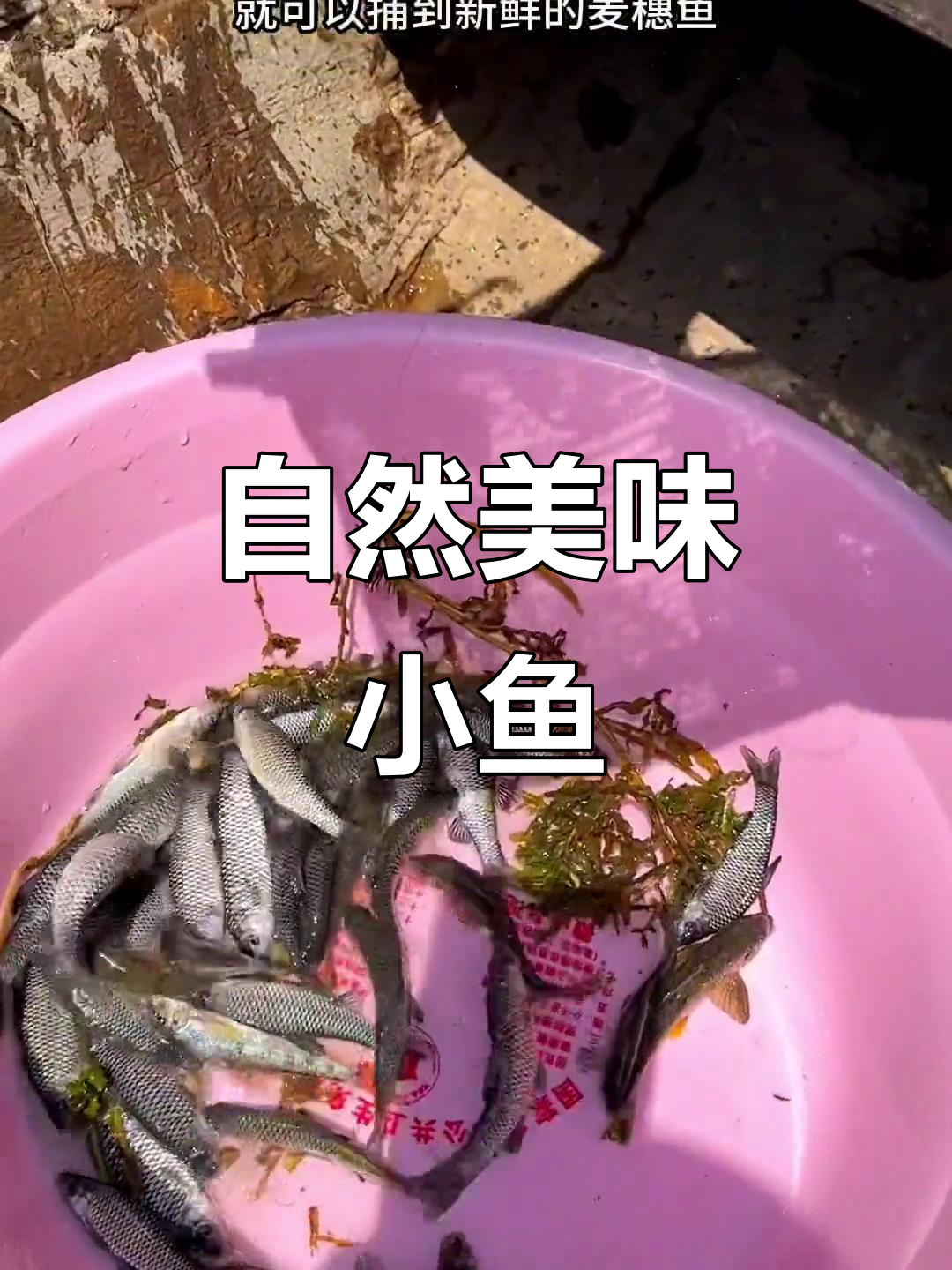 微山湖小麦穗鱼,天然捕捞,简单烹饪即成童年味道