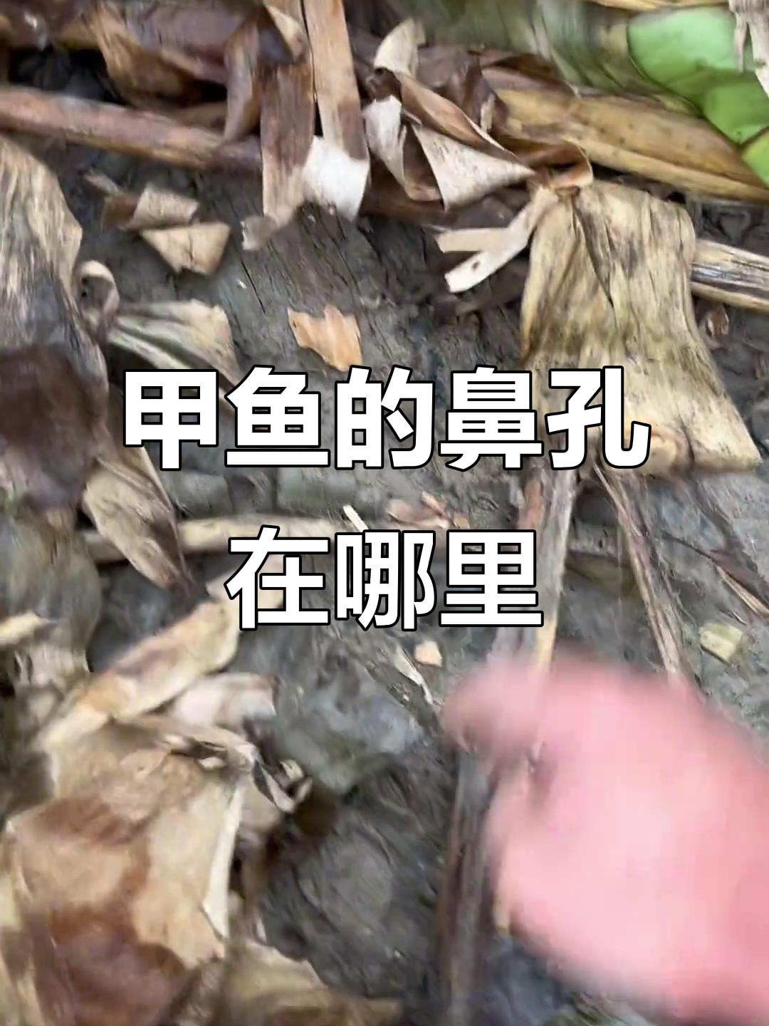 甲鱼出气孔大揭秘,原来是这样!