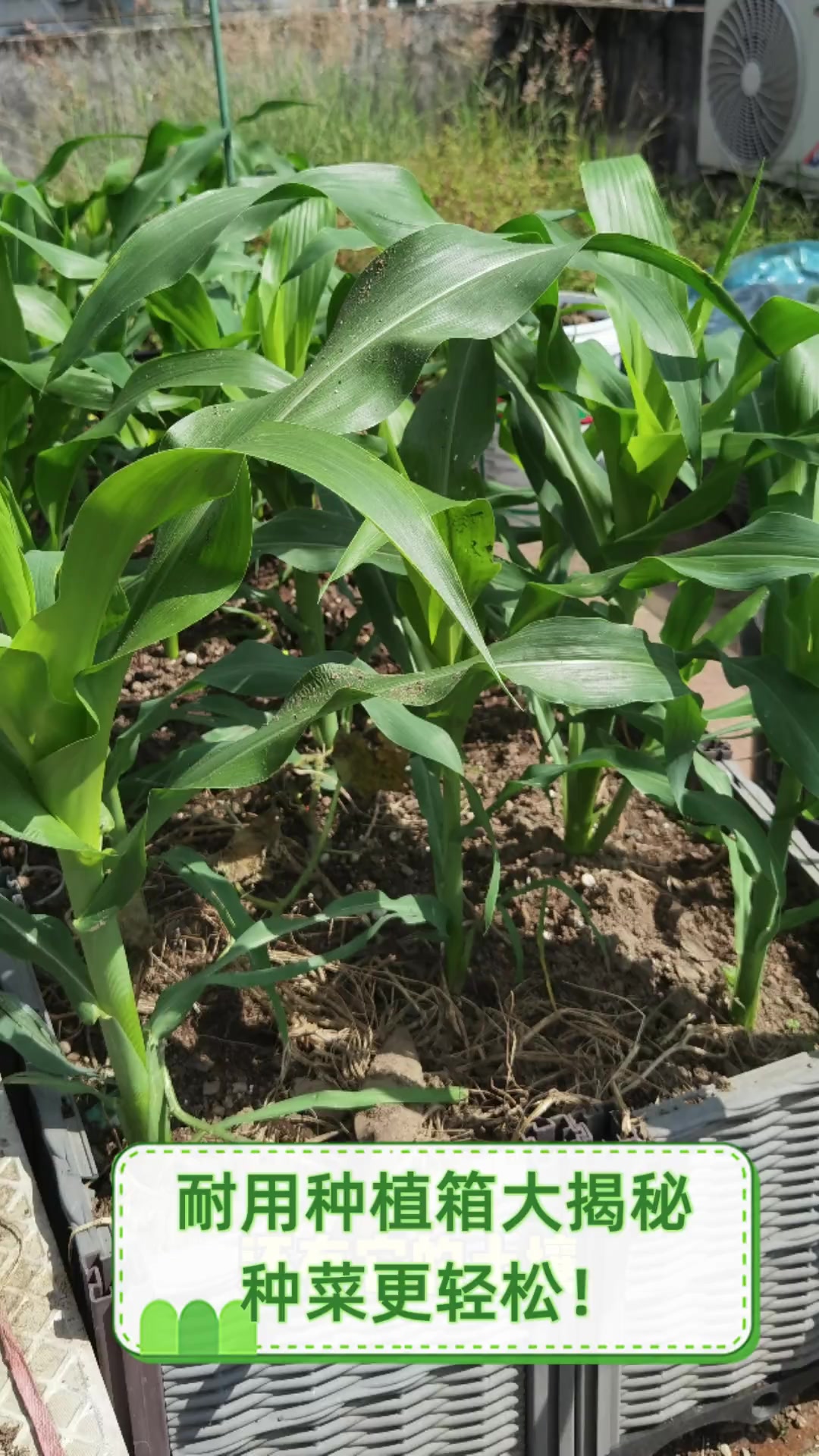 耐用种植箱大揭秘,种菜更轻松!