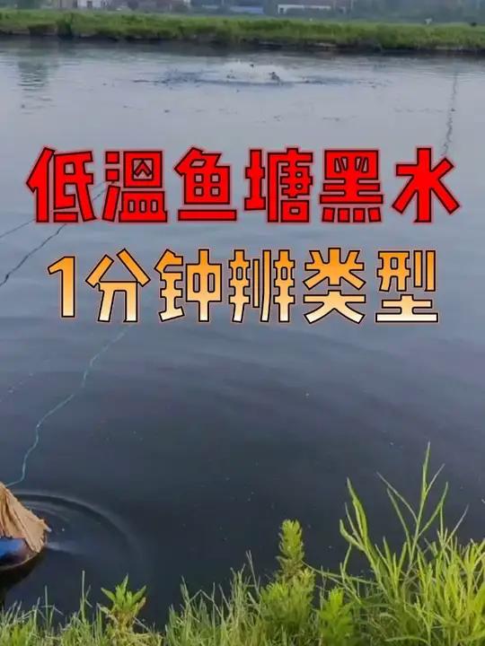 养鱼人必看!低温期鱼塘黑水处置秘籍,超简单省心!