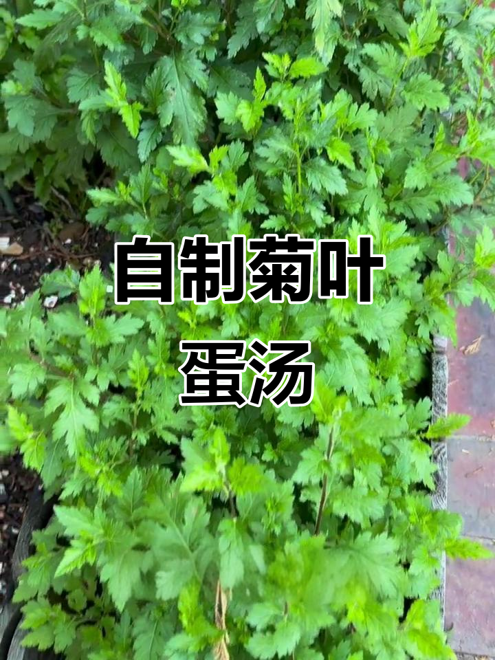 澳洲最易种的菊叶，轻松做蛋汤和拌菜