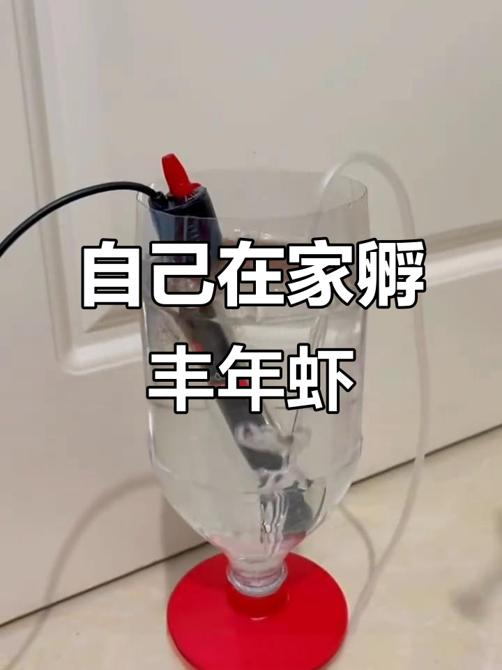 丰年虾大红卵孵化全攻略,新手必看!