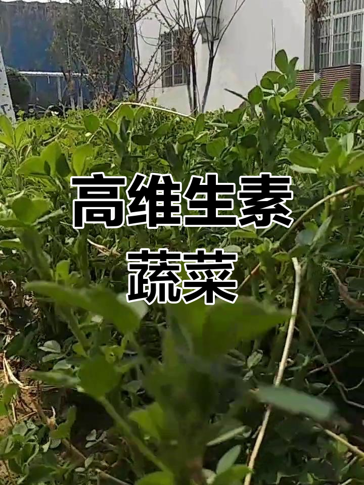 木须菜的营养价值与健康益处