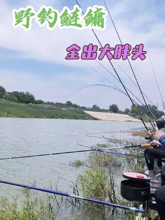 野钓鲢鳙,二三十斤的大胖头一个接一个的上!