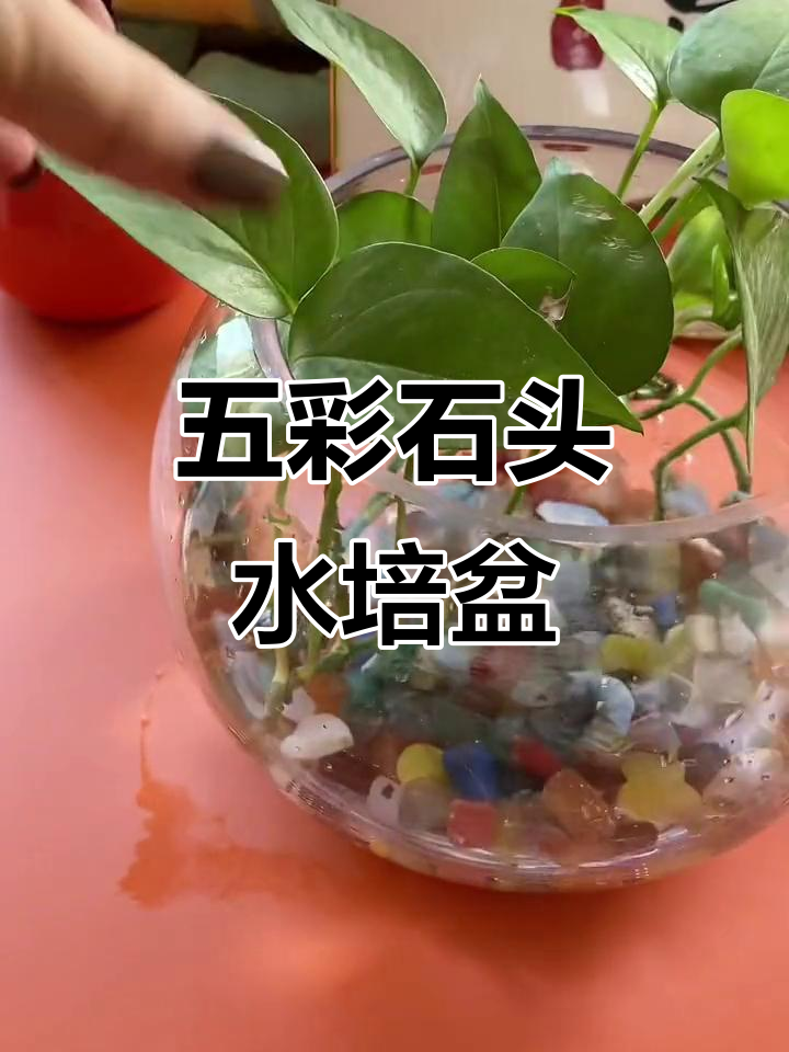 五彩雨花石水培盆,多肉鱼缸装饰两不误