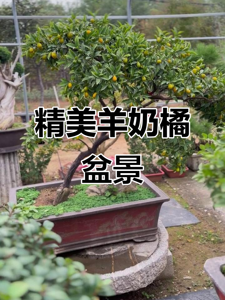 小巧精致杨奶橘盆景,临水造型搭配假山美不胜收
